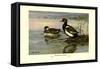 Red-Crested Pochard-Allan Brooks-Framed Stretched Canvas