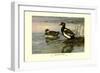 Red-Crested Pochard-Allan Brooks-Framed Art Print