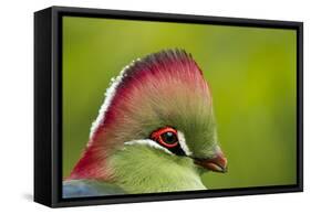 Red-Crested Turaco (Tauraco Erythrolophus) Captive At Zoo. Endemic To Western Angola-Denis-Huot-Framed Stretched Canvas