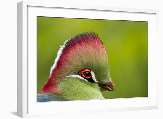 Red-Crested Turaco (Tauraco Erythrolophus) Captive At Zoo. Endemic To Western Angola-Denis-Huot-Framed Photographic Print