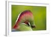 Red-Crested Turaco (Tauraco Erythrolophus) Captive At Zoo. Endemic To Western Angola-Denis-Huot-Framed Photographic Print