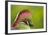 Red-Crested Turaco (Tauraco Erythrolophus) Captive At Zoo. Endemic To Western Angola-Denis-Huot-Framed Photographic Print