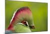 Red-Crested Turaco (Tauraco Erythrolophus) Captive At Zoo. Endemic To Western Angola-Denis-Huot-Mounted Photographic Print