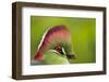 Red-Crested Turaco (Tauraco Erythrolophus) Captive At Zoo. Endemic To Western Angola-Denis-Huot-Framed Photographic Print