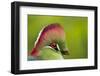 Red-Crested Turaco (Tauraco Erythrolophus) Captive At Zoo. Endemic To Western Angola-Denis-Huot-Framed Photographic Print