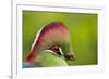 Red-Crested Turaco (Tauraco Erythrolophus) Captive At Zoo. Endemic To Western Angola-Denis-Huot-Framed Photographic Print