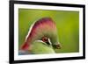 Red-Crested Turaco (Tauraco Erythrolophus) Captive At Zoo. Endemic To Western Angola-Denis-Huot-Framed Photographic Print