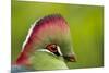 Red-Crested Turaco (Tauraco Erythrolophus) Captive At Zoo. Endemic To Western Angola-Denis-Huot-Mounted Photographic Print