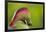 Red-Crested Turaco (Tauraco Erythrolophus) Captive At Zoo. Endemic To Western Angola-Denis-Huot-Framed Photographic Print