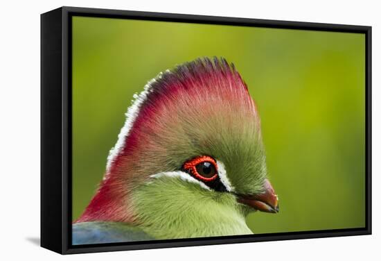 Red-Crested Turaco (Tauraco Erythrolophus) Captive At Zoo. Endemic To Western Angola-Denis-Huot-Framed Stretched Canvas