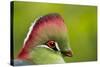 Red-Crested Turaco (Tauraco Erythrolophus) Captive At Zoo. Endemic To Western Angola-Denis-Huot-Stretched Canvas