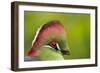 Red-Crested Turaco (Tauraco Erythrolophus) Captive At Zoo. Endemic To Western Angola-Denis-Huot-Framed Photographic Print