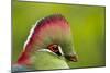 Red-Crested Turaco (Tauraco Erythrolophus) Captive At Zoo. Endemic To Western Angola-Denis-Huot-Mounted Photographic Print