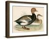 Red Crested Whistling Duck-Beverley R. Morris-Framed Premium Giclee Print