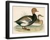 Red Crested Whistling Duck-Beverley R. Morris-Framed Premium Giclee Print