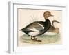 Red Crested Whistling Duck-Beverley R. Morris-Framed Premium Giclee Print