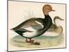 Red Crested Whistling Duck-Beverley R. Morris-Mounted Premium Giclee Print