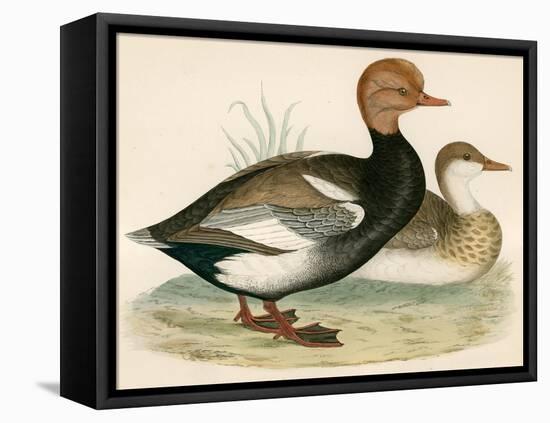 Red Crested Whistling Duck-Beverley R. Morris-Framed Stretched Canvas