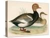 Red Crested Whistling Duck-Beverley R. Morris-Stretched Canvas