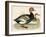 Red Crested Whistling Duck-Beverley R. Morris-Framed Giclee Print