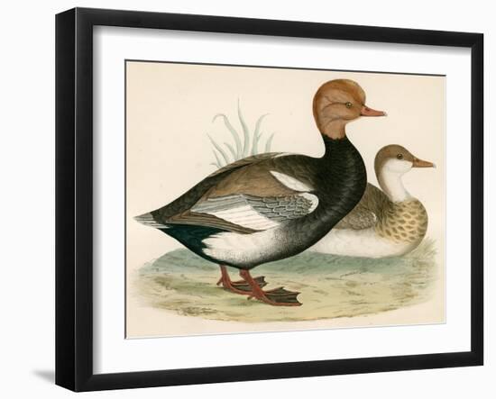 Red Crested Whistling Duck-Beverley R. Morris-Framed Giclee Print