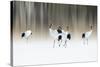 Red-crested white cranes-Ikuo Iga-Stretched Canvas