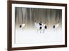 Red-crested white cranes-Ikuo Iga-Framed Photographic Print