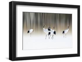 Red-crested white cranes-Ikuo Iga-Framed Photographic Print