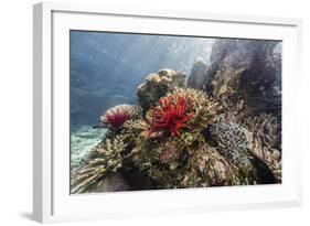 Red crinoid on Tengah Kecil Island, Komodo National Park, Flores Sea, Indonesia, Southeast Asia-Michael Nolan-Framed Photographic Print