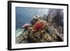 Red crinoid on Tengah Kecil Island, Komodo National Park, Flores Sea, Indonesia, Southeast Asia-Michael Nolan-Framed Photographic Print