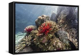 Red crinoid on Tengah Kecil Island, Komodo National Park, Flores Sea, Indonesia, Southeast Asia-Michael Nolan-Framed Stretched Canvas