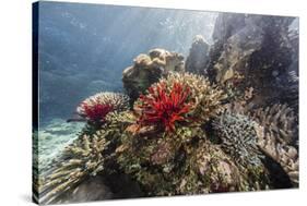 Red crinoid on Tengah Kecil Island, Komodo National Park, Flores Sea, Indonesia, Southeast Asia-Michael Nolan-Stretched Canvas