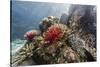 Red crinoid on Tengah Kecil Island, Komodo National Park, Flores Sea, Indonesia, Southeast Asia-Michael Nolan-Stretched Canvas