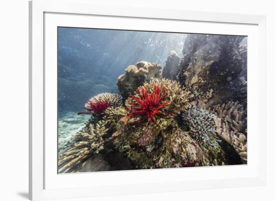 Red crinoid on Tengah Kecil Island, Komodo National Park, Flores Sea, Indonesia, Southeast Asia-Michael Nolan-Framed Photographic Print