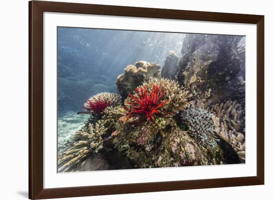 Red crinoid on Tengah Kecil Island, Komodo National Park, Flores Sea, Indonesia, Southeast Asia-Michael Nolan-Framed Photographic Print