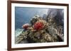 Red crinoid on Tengah Kecil Island, Komodo National Park, Flores Sea, Indonesia, Southeast Asia-Michael Nolan-Framed Photographic Print