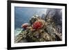 Red crinoid on Tengah Kecil Island, Komodo National Park, Flores Sea, Indonesia, Southeast Asia-Michael Nolan-Framed Photographic Print