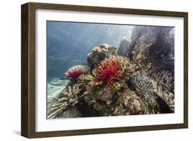 Red crinoid on Tengah Kecil Island, Komodo National Park, Flores Sea, Indonesia, Southeast Asia-Michael Nolan-Framed Photographic Print