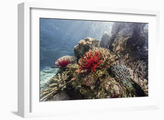 Red crinoid on Tengah Kecil Island, Komodo National Park, Flores Sea, Indonesia, Southeast Asia-Michael Nolan-Framed Photographic Print