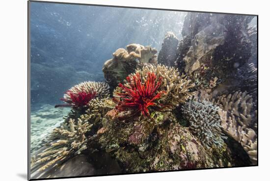 Red crinoid on Tengah Kecil Island, Komodo National Park, Flores Sea, Indonesia, Southeast Asia-Michael Nolan-Mounted Photographic Print