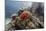 Red crinoid on Tengah Kecil Island, Komodo National Park, Flores Sea, Indonesia, Southeast Asia-Michael Nolan-Mounted Photographic Print