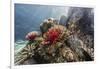 Red crinoid on Tengah Kecil Island, Komodo National Park, Flores Sea, Indonesia, Southeast Asia-Michael Nolan-Framed Photographic Print