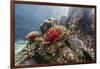 Red crinoid on Tengah Kecil Island, Komodo National Park, Flores Sea, Indonesia, Southeast Asia-Michael Nolan-Framed Photographic Print