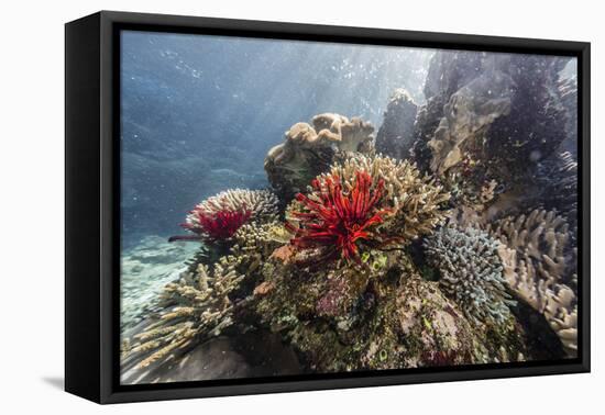 Red crinoid on Tengah Kecil Island, Komodo National Park, Flores Sea, Indonesia, Southeast Asia-Michael Nolan-Framed Stretched Canvas