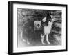 Red Cross Dog in Italy Photograph - Italy-Lantern Press-Framed Art Print