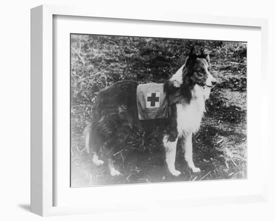 Red Cross Dog in Italy Photograph - Italy-Lantern Press-Framed Art Print