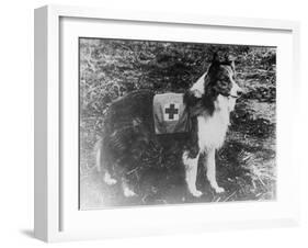 Red Cross Dog in Italy Photograph - Italy-Lantern Press-Framed Art Print