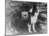 Red Cross Dog in Italy Photograph - Italy-Lantern Press-Mounted Art Print