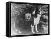 Red Cross Dog in Italy Photograph - Italy-Lantern Press-Framed Stretched Canvas