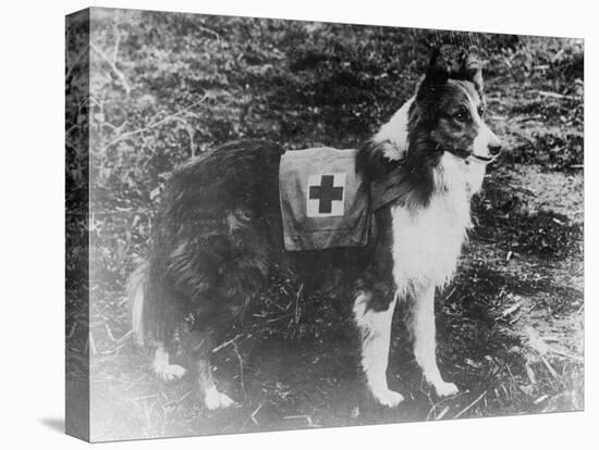 Red Cross Dog in Italy Photograph - Italy-Lantern Press-Stretched Canvas
